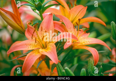 Lilium Pink Pixie (allgemeiner Name: Lily) Stockfoto