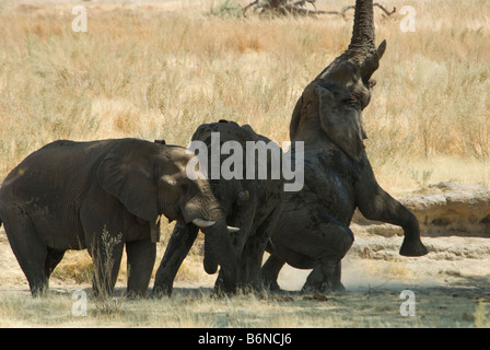 Hobatere Lodge, nördlichen Damarland Kaokoveld, Namibia, SW Afrika Stockfoto