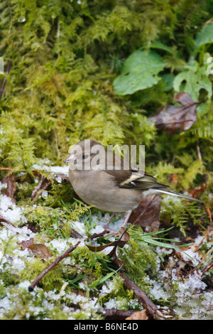 BUCHFINK Fringilla Coelebs weibliche ON GROUND Stockfoto