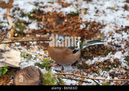 BUCHFINK Fringilla Coelebs männlichen ON Boden auf der Suche für FOOD Stockfoto