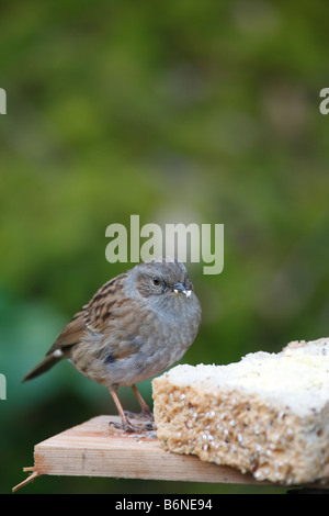 HEDGE SPARROW Prunella Modularis Fütterung am FUTTERTISCH Stockfoto