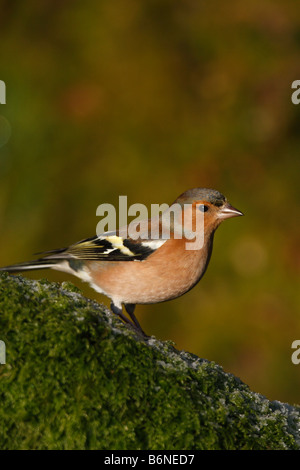 BUCHFINK Fringilla Coelebs männlichen hocken auf BEMOOSTEN stumpf Stockfoto