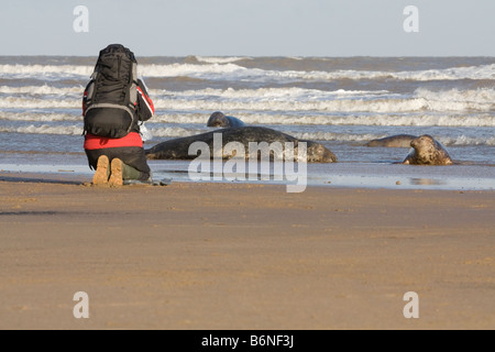 Graue Dichtung (Halichoerus Grypus) auf The Sea Shore wird fotografiert bei Donna Nook, Lincolnshire, UK Stockfoto