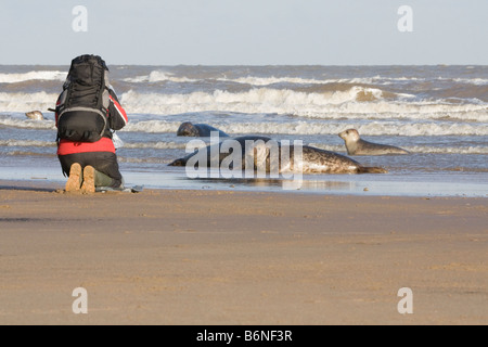 Graue Dichtung (Halichoerus Grypus) auf The Sea Shore wird fotografiert bei Donna Nook, Lincolnshire, UK Stockfoto