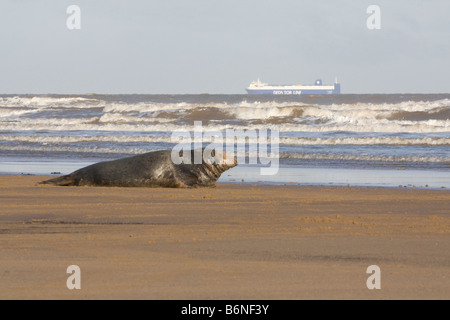 Graue Dichtung (Halichoerus Grypus) auf The Sea Shore mit A Containerschiff auf the Horizont bei Donna Nook, Lincolnshire, UK Stockfoto