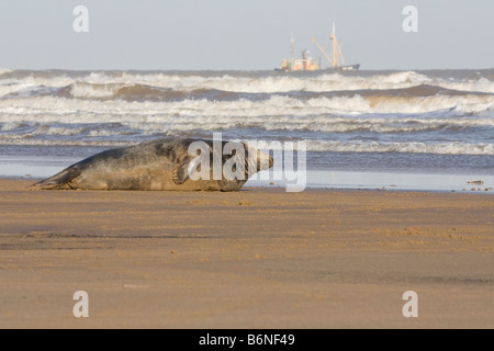 Graue Dichtung (Halichoerus Grypus) auf The Sea Shore mit A Angeln Trawler auf The Horizont bei Donna Nook, Lincolnshire, UK Stockfoto