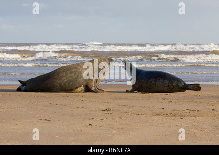 Grey Seal (Halichoerus Grypus) männliche und weibliche umwerben auf The Sea Shore bei Donna Nook, Lincolnshire, UK Stockfoto