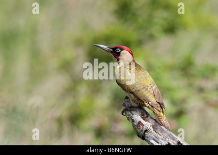 Grünspecht Picus Viridis auf Login Suche Warnung Stockfoto