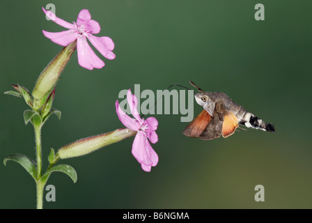 Kolibri Falke-Motte Macroglossum stellatarum Stockfoto