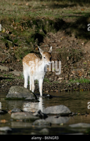 Jungen Damhirsch Dama Dama Kreuzung Stream Bradgate Park Leicestershire Stockfoto