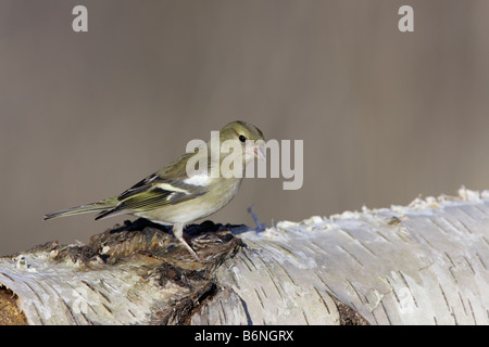 Weibliche Buchfink Fringilla Coelebs gehockt Silver Birch Log Potton Bedfordshire Stockfoto