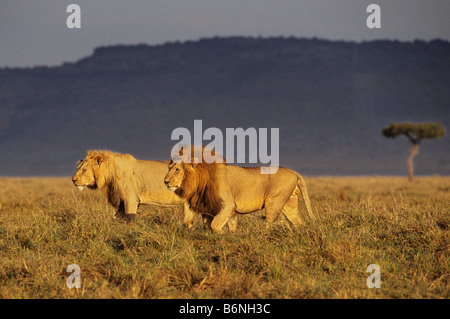 Mächtigen Löwen gehen die Serengeti Stockfoto