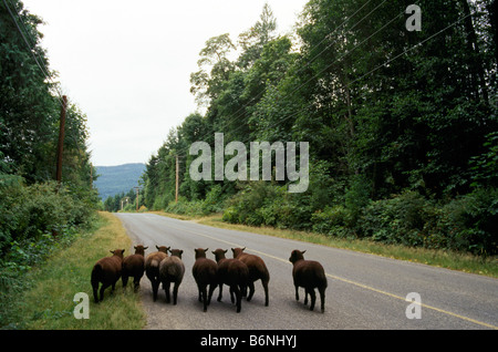 Herde von Runaway schwarze Schafe laufen auf Landstraße (Salt Spring) Saltspring Island, Gulf Islands, BC, Britisch-Kolumbien Kanada Stockfoto