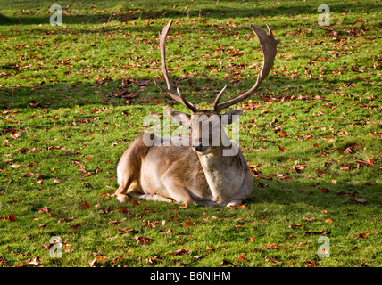 Damwild in Dunham Massey Hall und Park Altrincham Cheshire Stockfoto