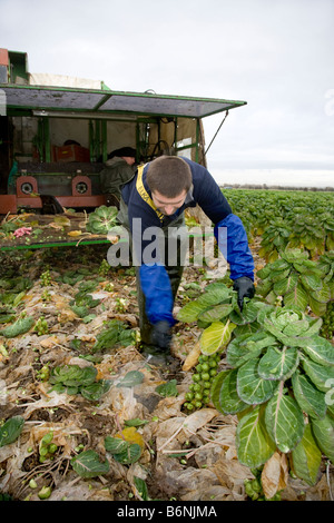 Gärtner und Landarbeiter ernten Rosenkohl Gemüse Getreide, frisches Gemüse, gerade rechtzeitig für Weihnachten. Tarleton, Lancashire. Großbritannien Stockfoto