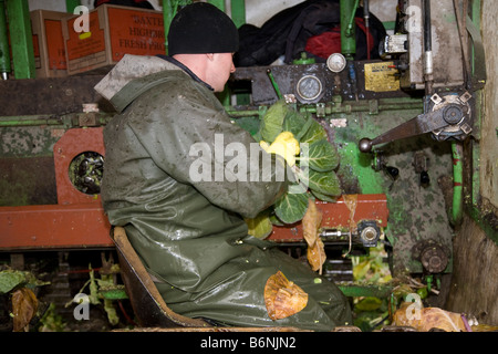 Gärtner und Landarbeiter ernten Rosenkohl Gemüse Getreide, frisches Gemüse, gerade rechtzeitig für Weihnachten. Tarleton, Lancashire. Großbritannien Stockfoto