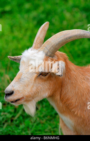 Seltene englische Rasse Zwerg Ziegen Portrait heimischen Landwirtschaft Tiere Säugetier Säugetiere Ziegen stehen Artengemeinschaft Minibauernhof Stockfoto