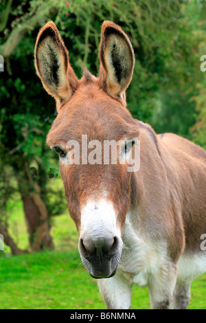 Inländische Esel (Equus Asinus) Porträt Kopf Bild große Ohren, dumme Tiere störrische Esel Tiere adult Equids Bauernhof Hufen Stockfoto