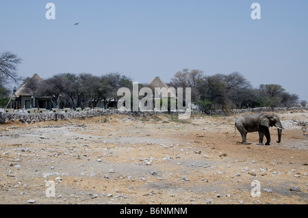 Etosha National game Park, Okaukuejo, Halali, SW Namutoni, Namibia, Afrika Stockfoto