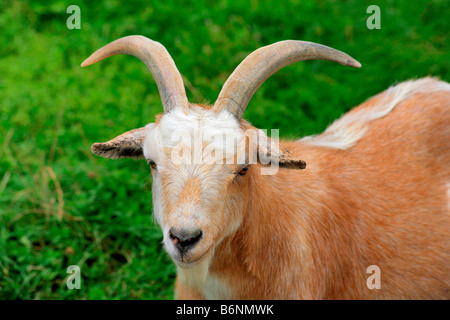 Seltene englische Rasse Zwerg Ziegen Portrait heimischen Landwirtschaft Tiere Säugetier Säugetiere Ziegen stehen Artengemeinschaft Minibauernhof Stockfoto