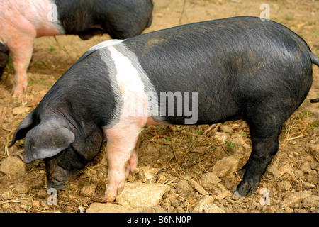 Britische Saddleback Sau Schwein und ihre Ferkel in einem Schwein-Stall auf einem Bauernhof im Vereinigten Königreich Stockfoto