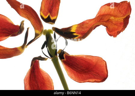 Blütenblätter der rote Tulpe zu verbreiten, auf weißem Hintergrund Stockfoto