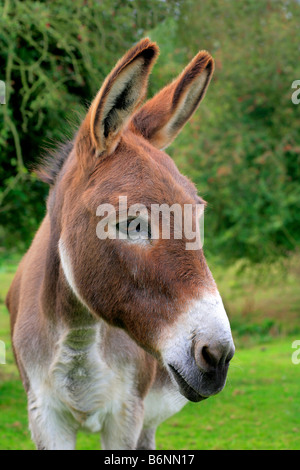 Inländische Esel (Equus Asinus) Porträt Kopf Bild große Ohren, dumme Tiere störrische Esel Tiere adult Equids Bauernhof Hufen Stockfoto