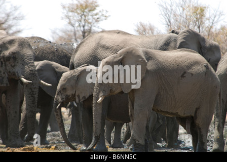 Etosha National game Park, Okaukuejo, Halali, SW Namutoni, Namibia, Afrika Stockfoto