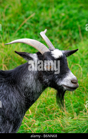 Seltene englische Rasse Zwerg Ziegen Portrait heimischen Landwirtschaft Tiere Säugetier Säugetiere Ziegen stehen Artengemeinschaft Minibauernhof Stockfoto