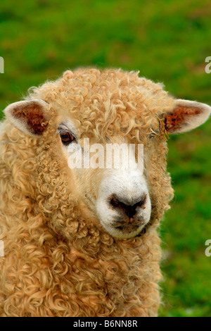 Seltene englische Lincoln Longwool Schafe zu züchten. Bauernhof Landwirtschaft Tiere Vieh Schafe haarigen Mäntel wolle. Tuch weben. Tweed. Stockfoto