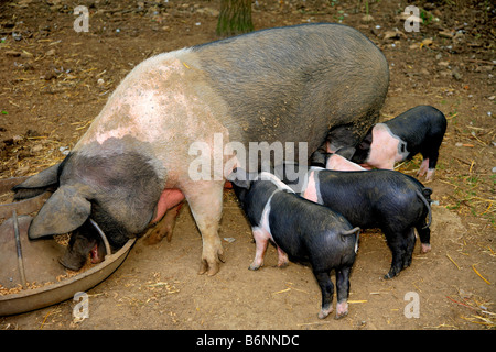 Britische Saddleback Sau Schwein und ihre Ferkel in einem Schwein-Stall auf einem Bauernhof im Vereinigten Königreich Stockfoto