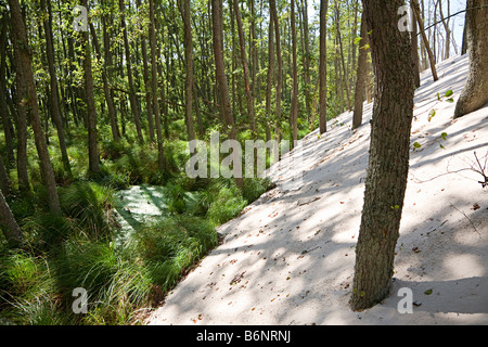 Lacka Gora Dünen Eingriff in Wald und Bäume Slowinski Nationalpark Leba Polen begraben Stockfoto