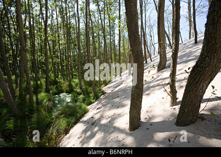 Lacka Gora Dünen Eingriff in Wald und Bäume Slowinski Nationalpark Leba Polen begraben Stockfoto