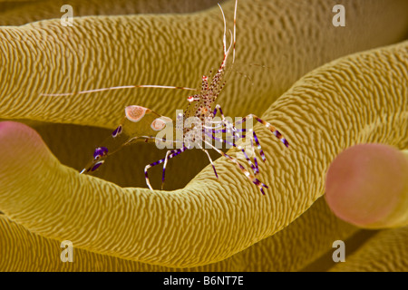 Ein Putzergarnelen, Periclemenes Yucatanicus auf den Tentakeln einer riesigen Anemone, Condylactis Gigantea, Bonaire, Karibik. Stockfoto