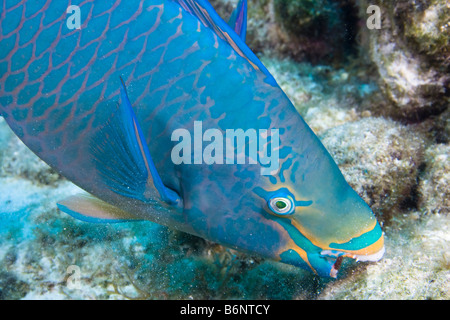 Eine Königin Papageienfisch Fütterung, Scarus Vetula, männlich oder supermale Endphase, Bonaire, Niederländische Antillen, Karibik. Stockfoto