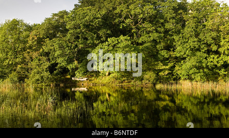 Ruderboot, versteckt zwischen Schilf und über hängende Bäume County Galway Stockfoto