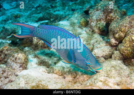 Eine Königin Papageienfisch Fütterung, Scarus Vetula, männlich oder supermale Endphase, Bonaire, Niederländische Antillen, Karibik. Stockfoto