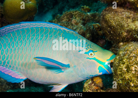 Eine Königin Papageienfisch Fütterung, Scarus Vetula, männlich oder supermale Endphase, Bonaire, Niederländische Antillen, Karibik. Stockfoto