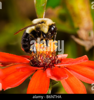 Große Holzbiene orange Zinnien blühen Stockfoto