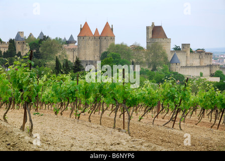 Carcassonne Frankreich Traube Reben und den mittelalterlichen Mauern Cité Stockfoto