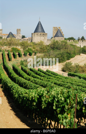 Carcassonne Frankreich Traube Reben und den mittelalterlichen Mauern Cité Stockfoto