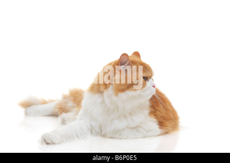 Siamkatze in Alarmbereitschaft Stockfoto