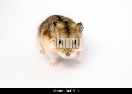 Campbells russische Zwerg Hamster Phodopus campbelli Stockfoto