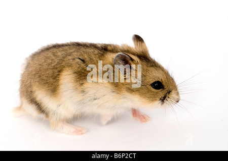 Campbells russische Zwerg Hamster Phodopus campbelli Stockfoto