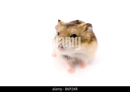 Campbells russische Zwerg Hamster Phodopus campbelli Stockfoto