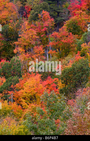 Herbstfarben von Vermont 6. Oktober 2008 Stockfoto