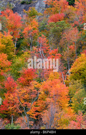 Herbstfarben von Vermont 6. Oktober 2008 Stockfoto