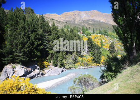 Skippers Canyon bedeckt in gelber Ginster, Queenstown, Neuseeland Stockfoto