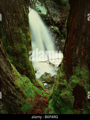 König Billy Pine (Arthrotaxis Selaginoides) Detail und Wasserfall, Cradle Mountain Lake St. Clair National Park, TAS., Australien Stockfoto