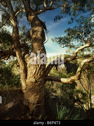 Australischen Eukalyptus, die Rinde in der Nähe von Wollomombi Falls, Oxley Wild Rivers National Park, NSW Schuppen ab Stockfoto